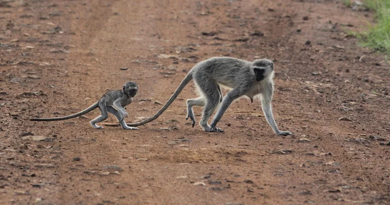 Comment choisir un opérateur de safari sans se faire avoir