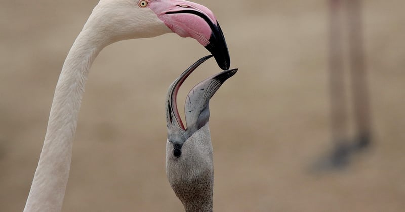 Observer les animaux sauvages : destinations et bonnes pratiques